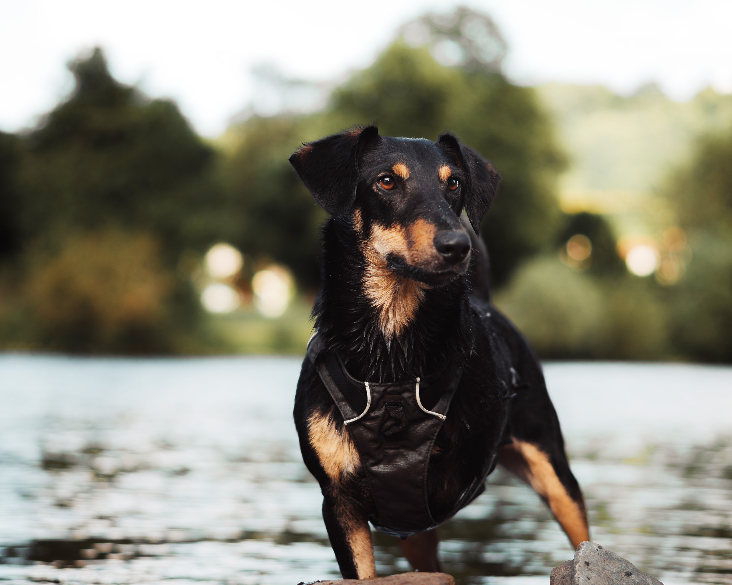 Csoki <p> Feel-Good-Manager